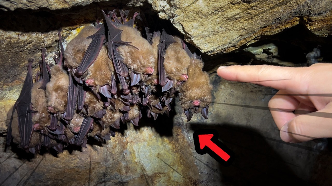 일반인 출입이 금지된 동굴 안에는 뭐가 있을까?  직접 가봄