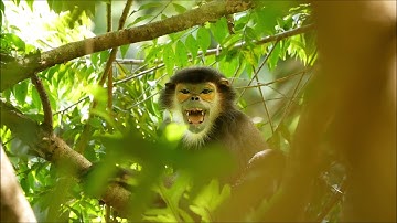 Black-shanked Doucs / Schwarzschenklige Kleideraffen