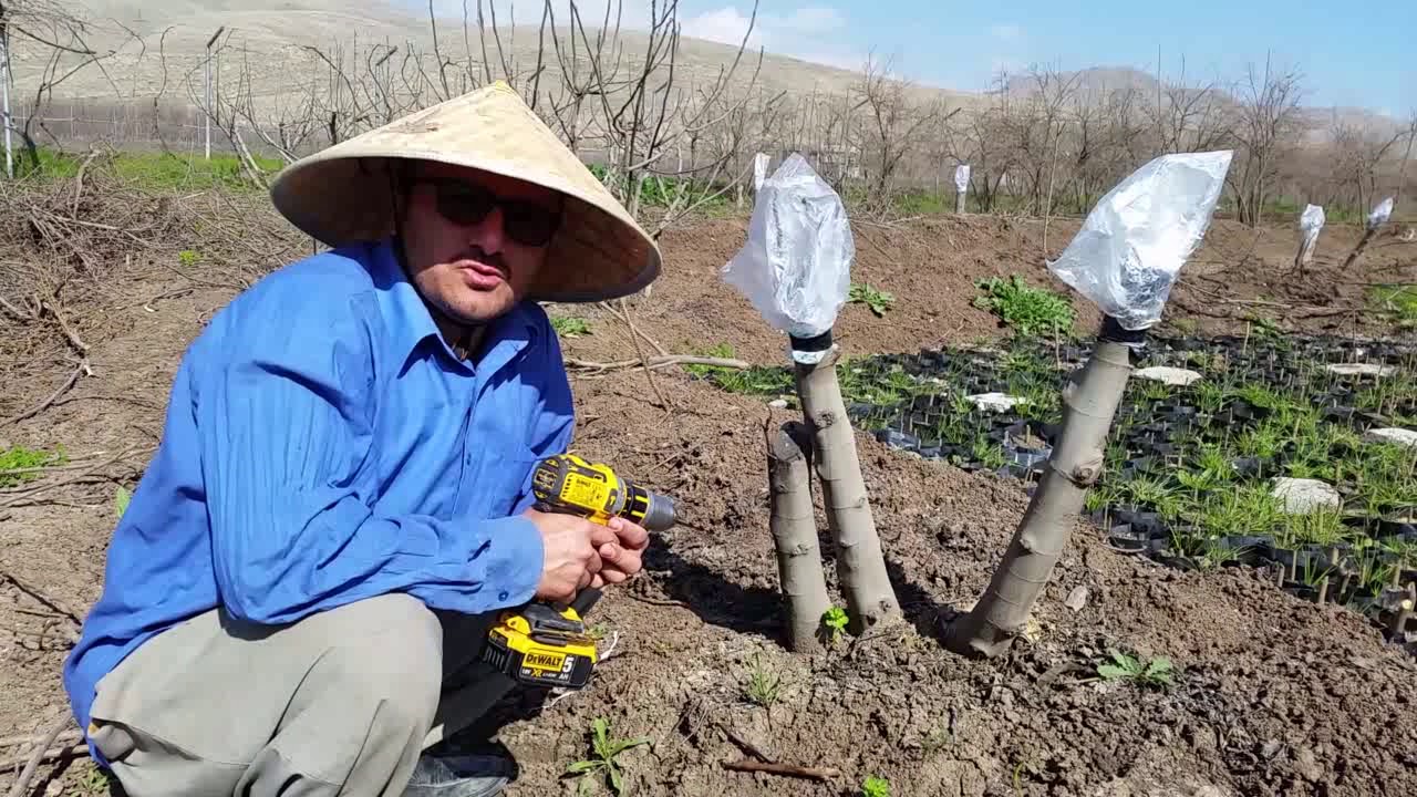 متوربەکردن بەئامێری دڕێرو نەتیجەکەی/ئامادەکردنی سعید ملا