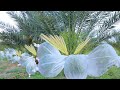 Agriculture technology  date palm pollination  easy and effective method
