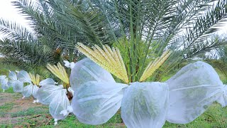 Agriculture Technology  Date Palm Pollination  Easy and Effective Method