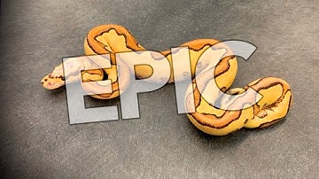 Took me 5 years to make these! + How to label a WHITE Ball Python (vlog #20!)