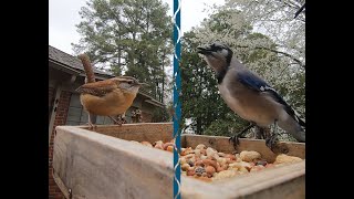 Cardinals, Blue Jays, Carolina Wrens & Chickadees, and Other Birds at the Feeder by Matthew De Seguirant  110 views 2 months ago 6 minutes, 48 seconds