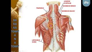 3 - عضلات الكتف و المنطقة الصدرية