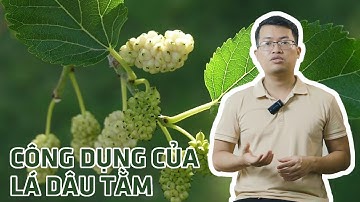 Tìm hiểu dược liệu: Lá dâu tằm (tang diệp) và một số bài thuốc từ lá dâu tằm