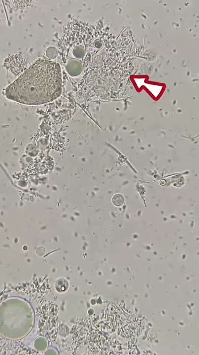 Air Liur Anjing Dibawah Mikroskop… Isinya Bikin Merinding‼️ 🐶🔬😱