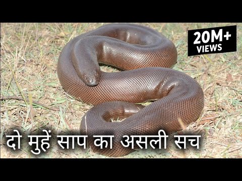 25 करोड़ में बिकने वाला दो मुहां साप का असली सच, Rescue red sand boa from Ahmednagar