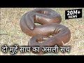 25 करोड़ में बिकने वाला दो मुहां साप का असली सच, Rescue red sand boa from Ahmednagar