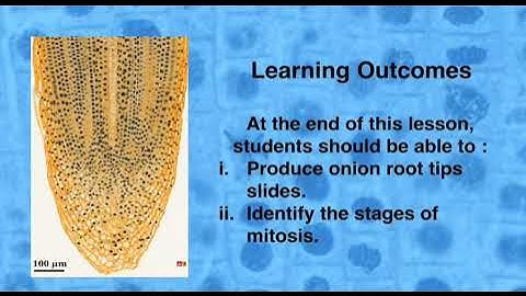 EXPERIMENT 4 - CELL DIVISION: MITOSIS