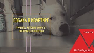 Собака в квартире. Вариант построения разумной системы запретов