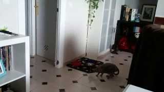 Sphynx cat - New toy! by Gaby 257 views 9 years ago 1 minute, 3 seconds