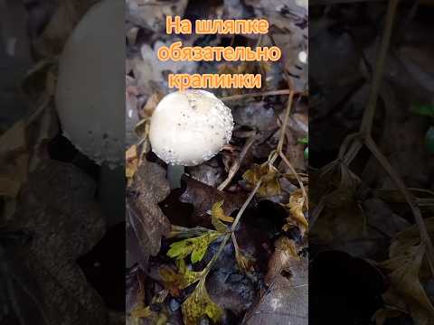 Как отличить бледную поганку от съедобных грибов