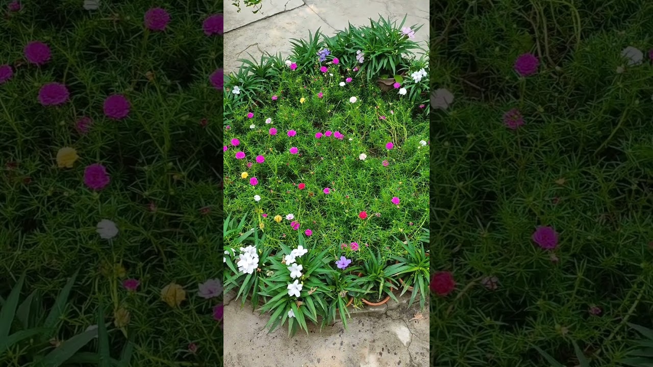 portulaca mix flowers plants || 10'o'clock flower