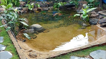 part 1: hồ koi nền cát với bộ lọc tự nhiên/ sand background koi pond