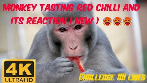 Little Monkey Reaction of Tasting Red Chilli | Funny Animals Vids