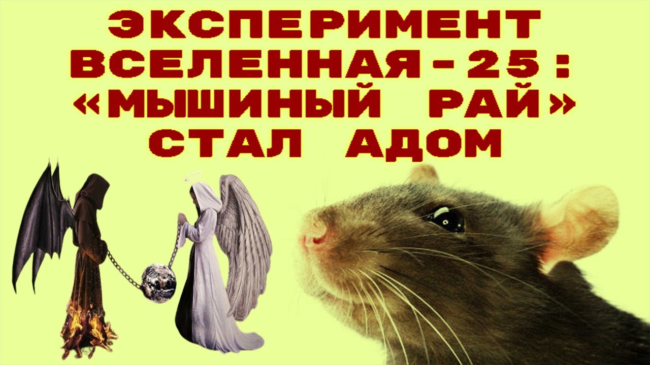 эксперимент джона кэлхуна. рай и ад после смерти. путь в рай и ад. вселенная 25 эксперимент мышиный рай. мышиный рай эксперимент.