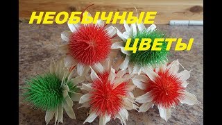 НЕОБЫЧНЫЙ ЦВЕТОК. Ворсянка + Нигелла восточная