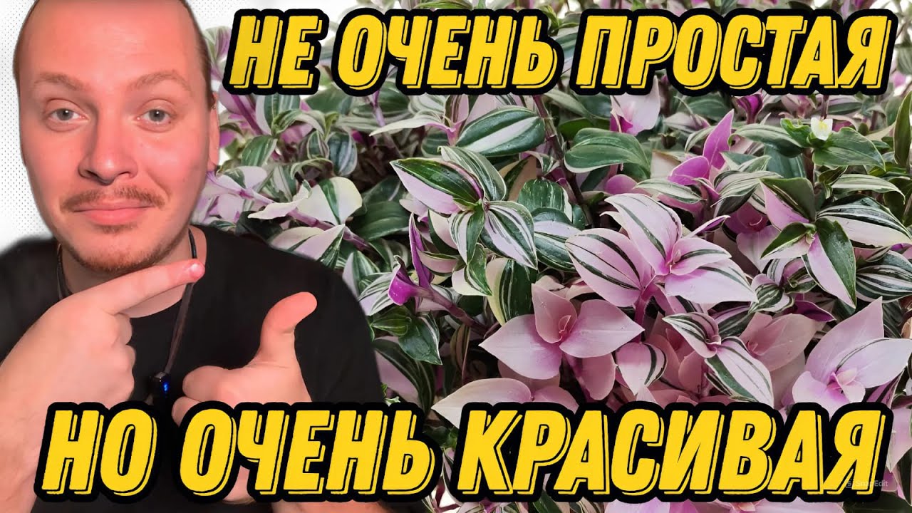 ТРАДЕСКАНЦИЯ ТРИКОЛОР - ПЕРЕСАДКА, ЧЕРЕНКОВАНИЕ, УХОД. - YouTube