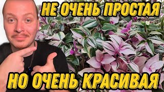 видео: ТРАДЕСКАНЦИЯ ТРИКОЛОР - ПЕРЕСАДКА, ЧЕРЕНКОВАНИЕ, УХОД. картинка: ТРАДЕСКАНЦИЯ ТРИКОЛОР - ПЕРЕСАДКА, ЧЕРЕНКОВАНИЕ, УХОД.