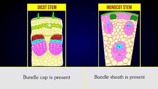 Dicot stem: 1. hypodermis is made up of collenchymatous cells. 2.
ground tissue differentiated into cortex, endodermis, pericycle and
pith. 3. starch shea...