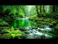 Gentle Green Forest Stream Flowing with Birds Singing, Ten Hours of Relaxation, Study, and Sleep