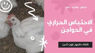 الاحتباس الحراري في الدواجن - اعراضه وعلاماته وطرق الوقايه والعلاج - حصريا