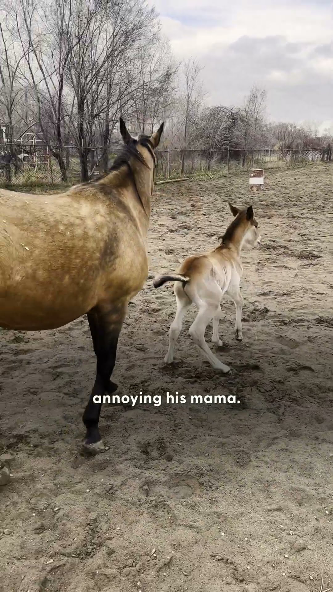 Rescue Horse’s Baby Is the Goofiest Little Boy | The Dodo