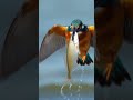 Kingfisher #facts #interestingfacts #animals #wildlife #funfacts #adorefacts #birds #funknowledge