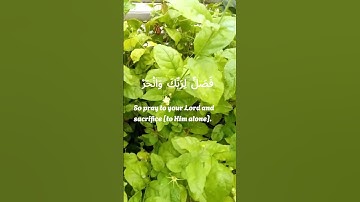 Surah Al-Kawthar (سورة الكوثر) ❤#egzonibrahimi#quran #nature