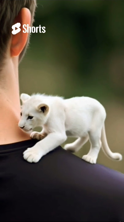 Tiny White Lion Cub – My Fierce Shoulder Buddy! 🦁#animals #shorts ##trending