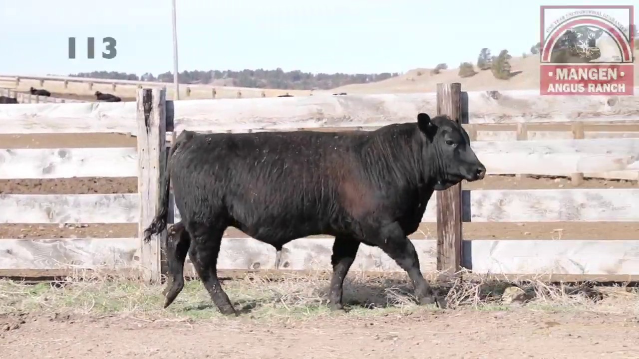 Namgus Ranch Mangen Angus Ranch Lot 113 - YouTube