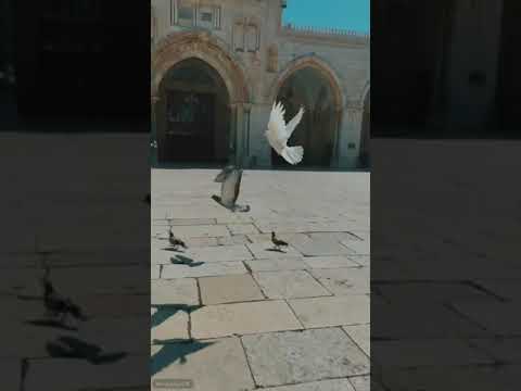 شعر أجمل ما يقال في بحات المسجد الأقصى المبارك سن زهر في القدس جيلا فجيل 