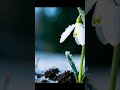 Snowdrop Pushing Through Frozen Ground – Nature's Miracle 🌱 #Shorts