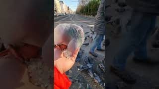 Amazing Day Overjoy Birds On My Palm