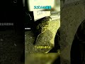 愛する相手を追った小さなスズメ #shorts