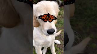 Perfect 🦋 Video by Olive (@theadventuresofaspen follow her on Instagram) #dog #pet #goldenretriever