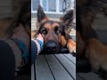 Cute 🥰 Video by @jasper_theshepherd 🐶 #dog #pet #dogshorts #germanshepherd #germanshepherddog #dogs