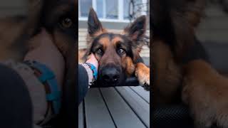 Cute 🥰 Video by @jasper_theshepherd 🐶 #dog #pet #dogshorts #germanshepherd #germanshepherddog #dogs