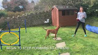 HOW TO: Teaching your dog the EMERGENCY STOP!