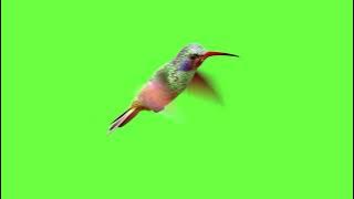 burung kolibri terbang layar hijau #greenscreen #techbypriyam