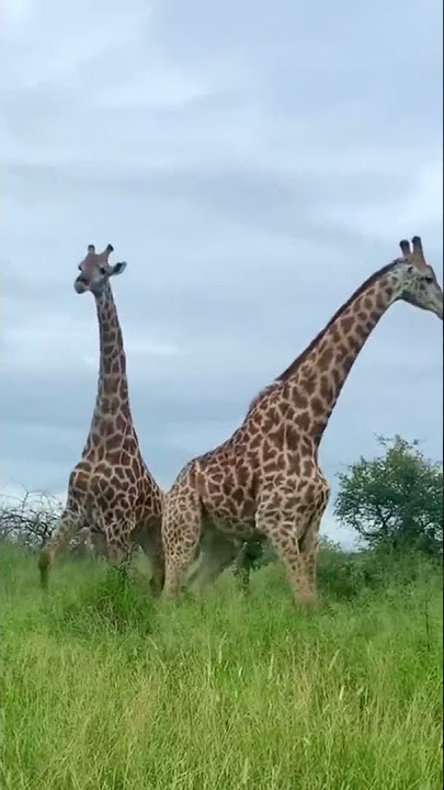 Giraffes fight epic battles in the wild