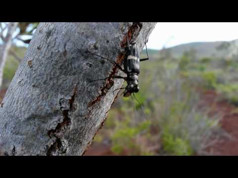 Port Boisé část druhá part two, těžký život entomologa, hard life of an entomologist, New Caledonia