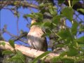 NÄKTERGAL Thrush Nightingale (Luscinia luscinia)  Klipp - 101