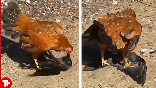 Look What Happens When Crows Messes With Chickens..They Paid the Price