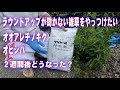 ラウンドアップが効かない雑草をやっつけたい オオアレチノギク オヒシバ