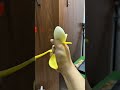 I bought a super satisfying slicing silicone banana for just $1!