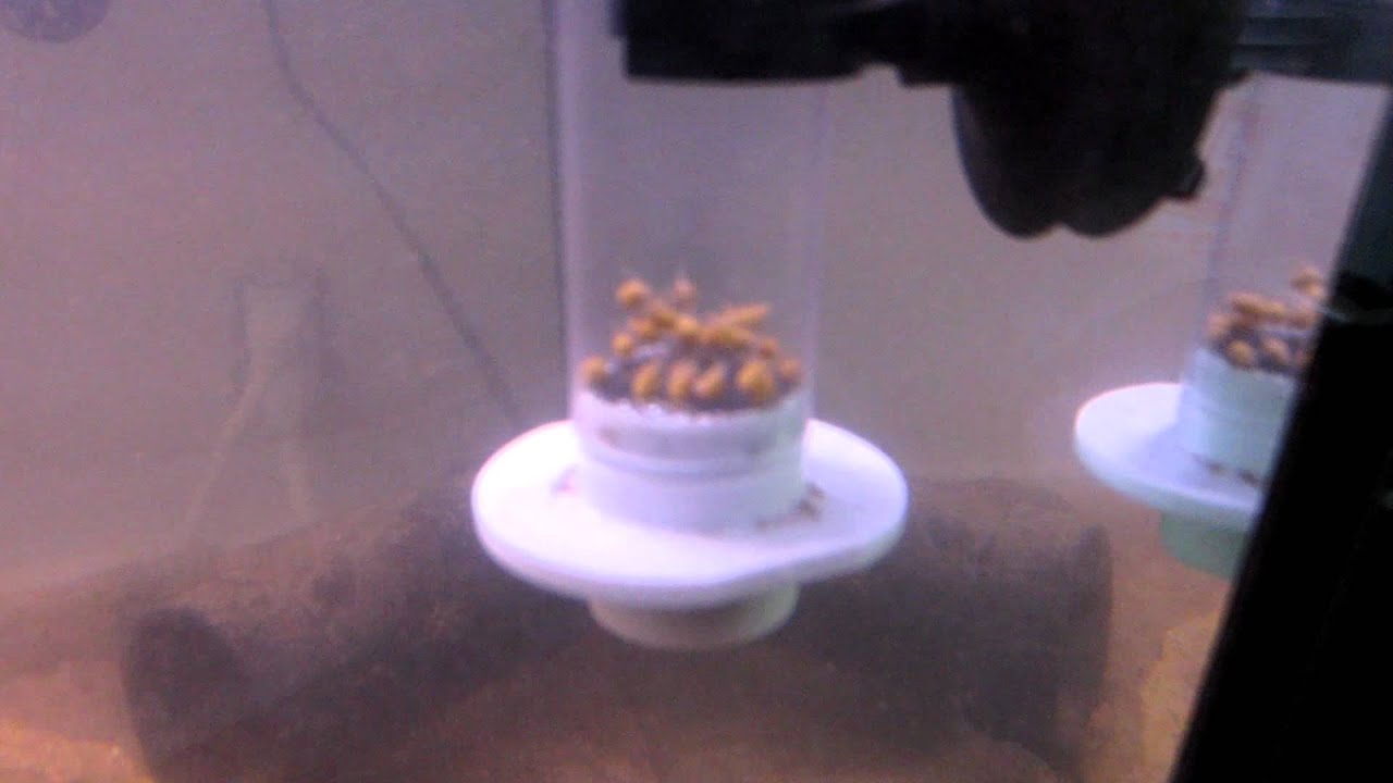 My New Egg Tumbler Ideal For Raising Baby African Cichlids YouTube