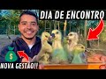 Juntando os filhotes de Gansos | Como Evitar o Desperdício de Ração |  Aves Recriar