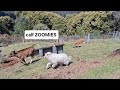 calf ZOOMIES with Wilma