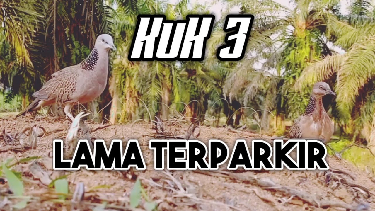 Terkukur KUK 3, Lanjut Kita Ajar (Lama Tak Dibawa Melaman) - YouTube